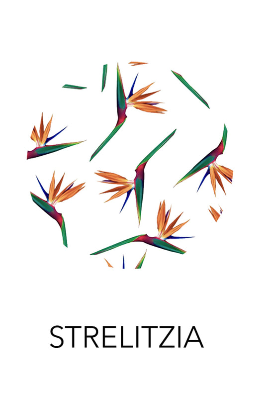 'Gabrielle' Dress - Protea