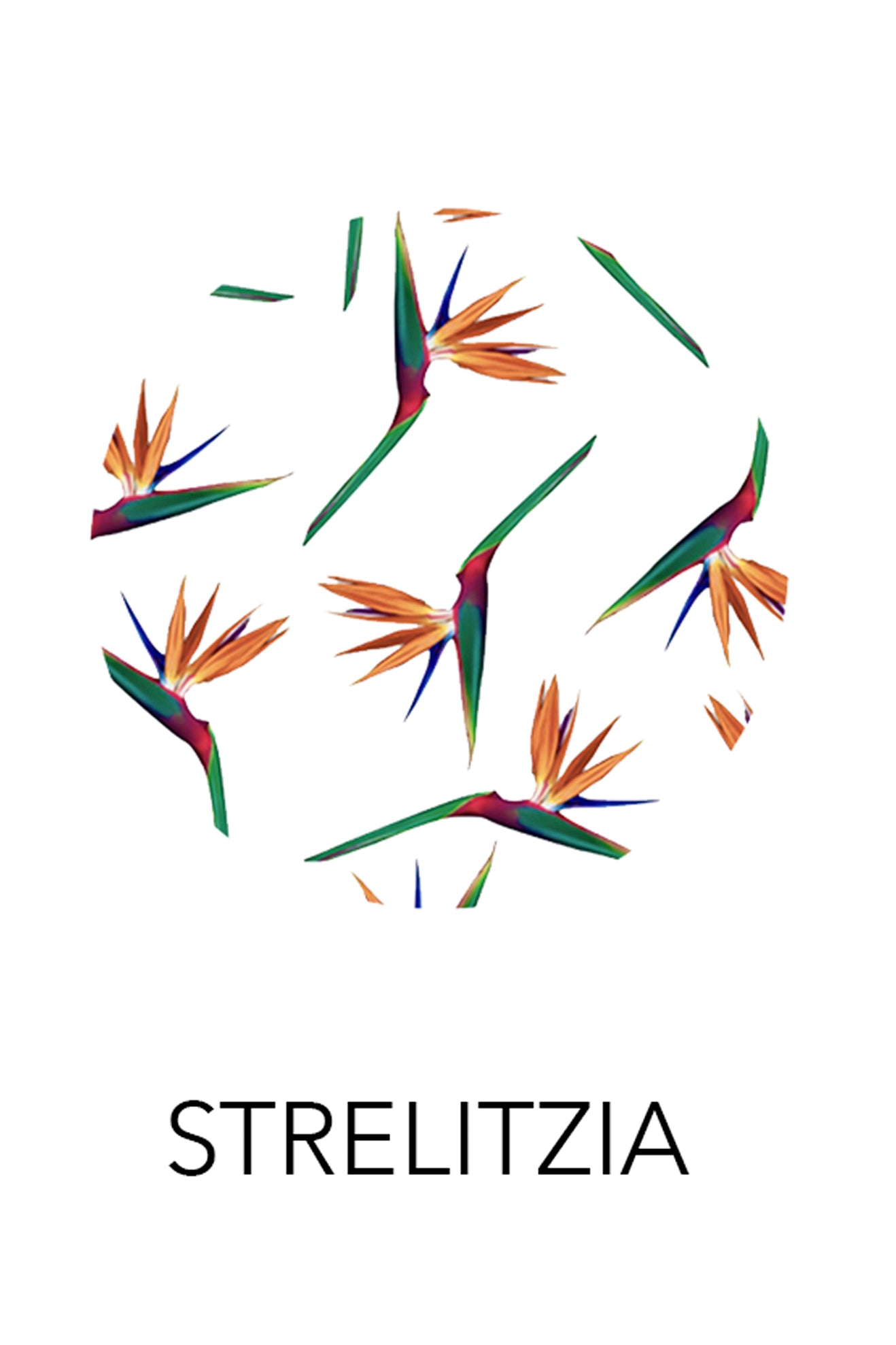 'Gabrielle' Dress - Strelitzia